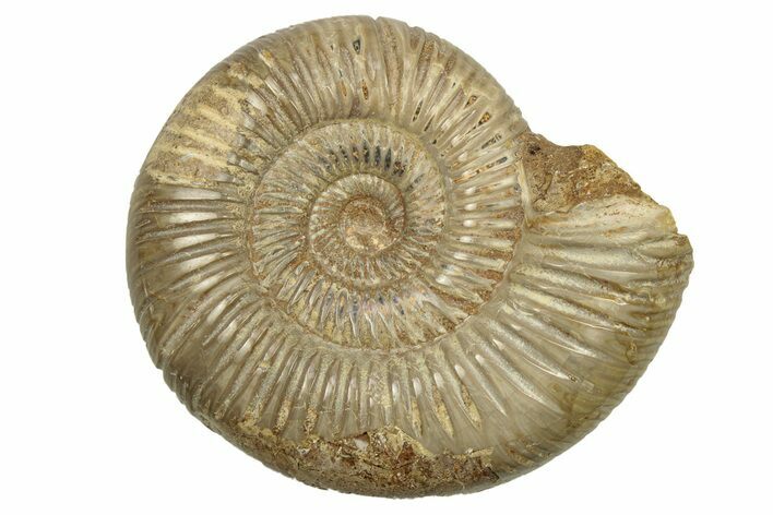 Polished Jurassic Ammonite (Perisphinctes) - Madagascar #270930